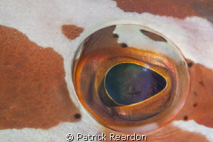 Nassau grouper eye.  Nikon 105 mm and SubSea 5X diopter. by Patrick Reardon 